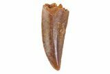 Serrated, Raptor Tooth - Morocco #72661-1
